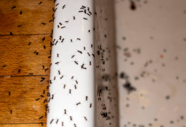 Best Rat Extermination Near Me  in Taunton, MA